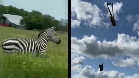Tennessee Zebra Capture