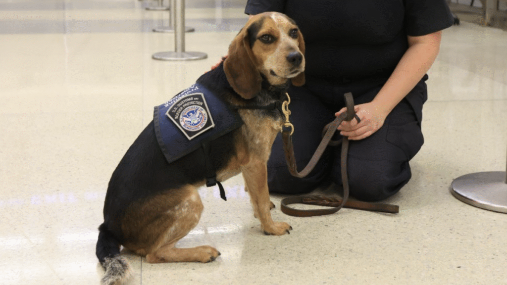 Virginia Man Arrested For Kicking Cute Police Beagle at Airport
