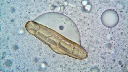 Michigan fungus terrorism from China