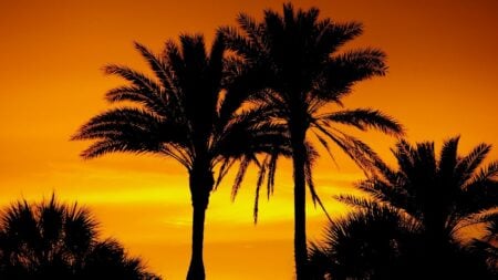 palm trees in florida