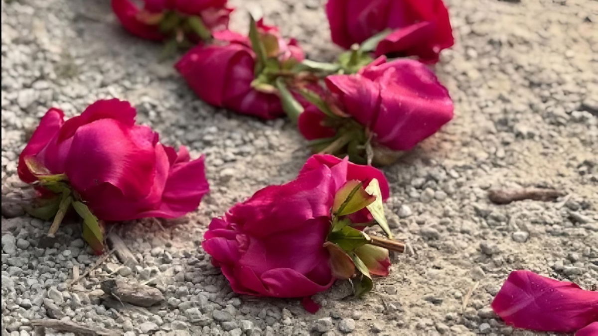 Michigan University Flower Garden Gets Vandalized in Support of Palestine: ‘Palestinian Lives Deserve to be Cared for. More Than These Flowers’