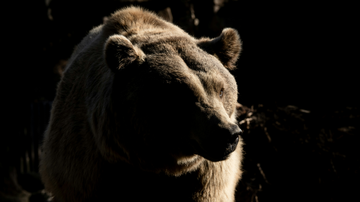 Alaskan Republicans Allegedly Want a ‘Bear Alcatraz’ for Imprisoned Immigrants: ‘So after Alligator Auschwitz, now Bear Birkenau’