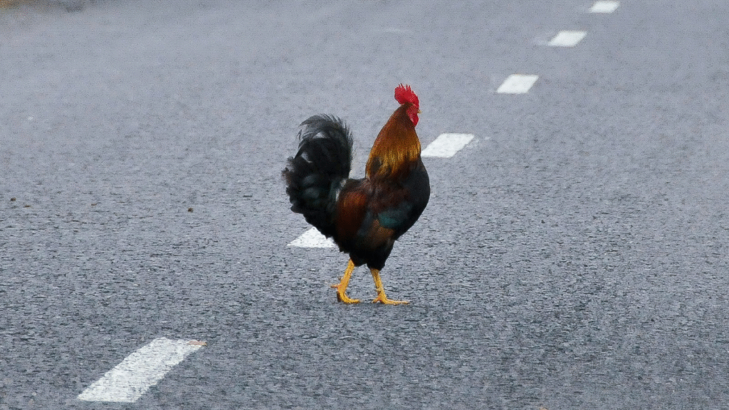 Florida Woman Attacked Driver for Running Over Chicken Crossing the Road