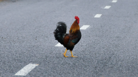 Florida Woman Attacked Driver for Running Over Chicken Crossing the Road