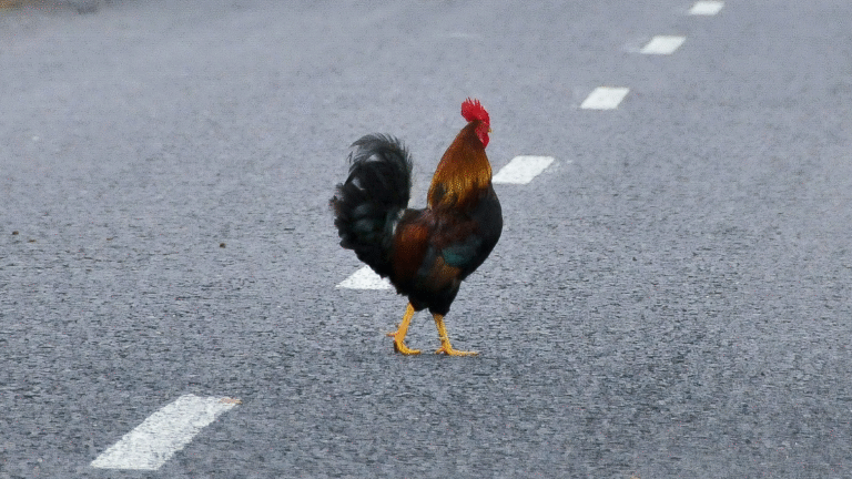 Florida Woman Attacked Driver for Running Over Chicken Crossing the Road