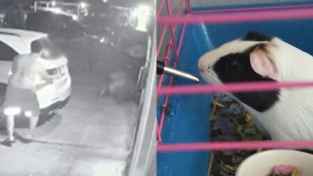 Teen Shot While Burying Pet in Southeast Houston Backyard as Neighbor Remains Free: ‘What a Trigger Happy Idiot'