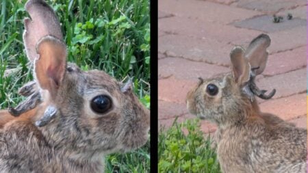 Minnesota real Jackalope