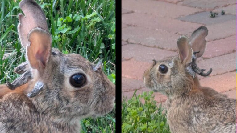 Minnesota real Jackalope