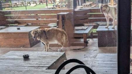 Texas Bar Let Dogs Drool and Sit on Tables