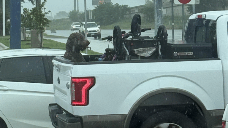 Texas Driver Travels With Dog Soaking Wet in Truck Bed During Pouring Rain: ‘Driver Is a Top-Notch A**hole’ Texas Driver Travels With Poor Dog Soaking Wet in Truck Bed During Pouring Rain