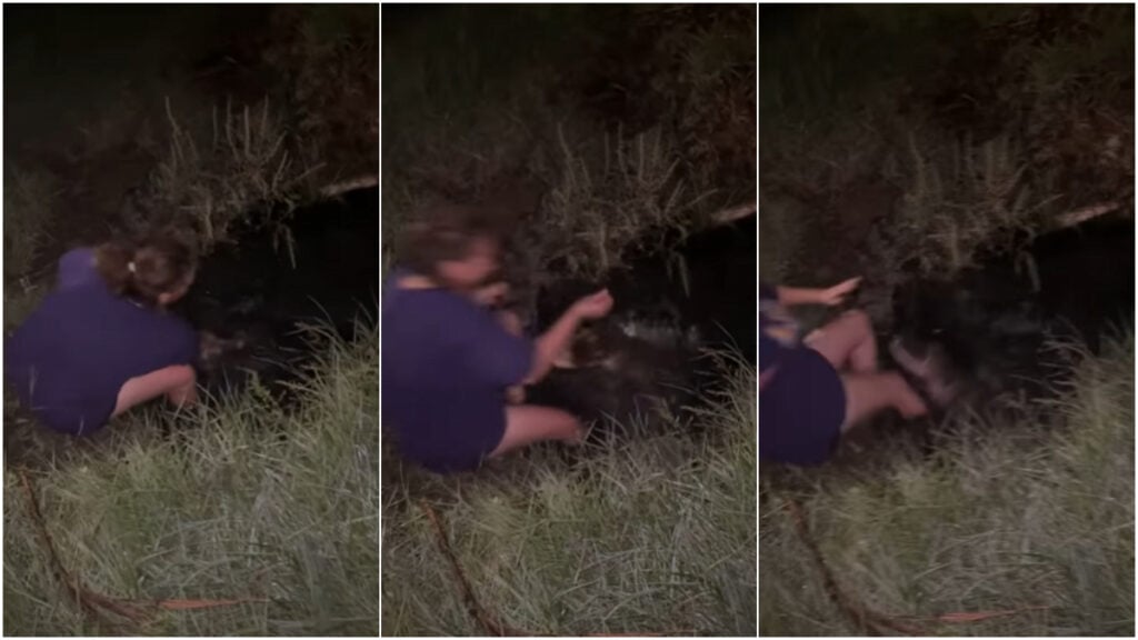 Alligator attack in swamp in Louisiana