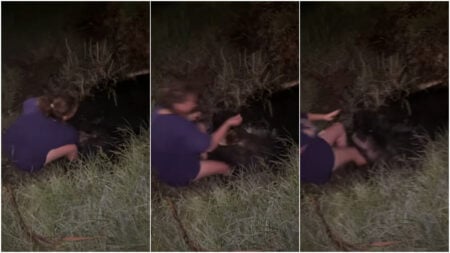 Alligator attack in swamp in Louisiana