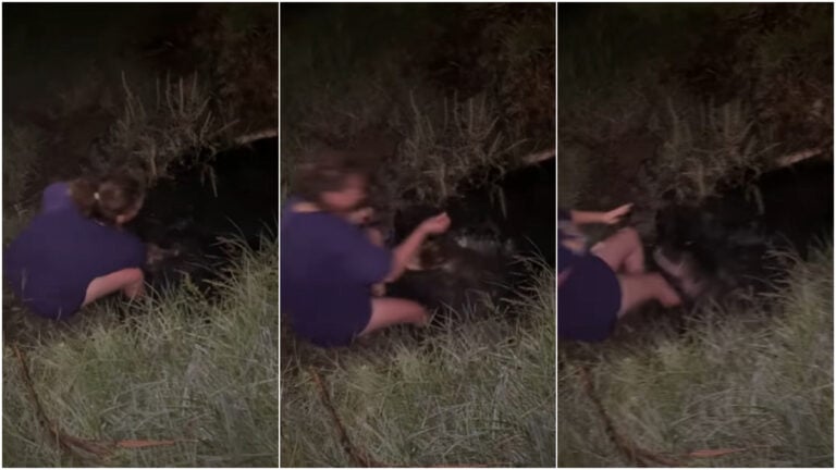 Alligator attack in swamp in Louisiana