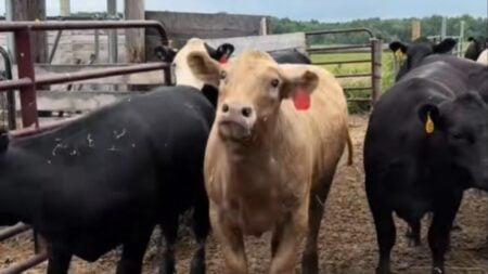 Pregnant cow being sassy