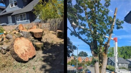 Washington Tree cut fine