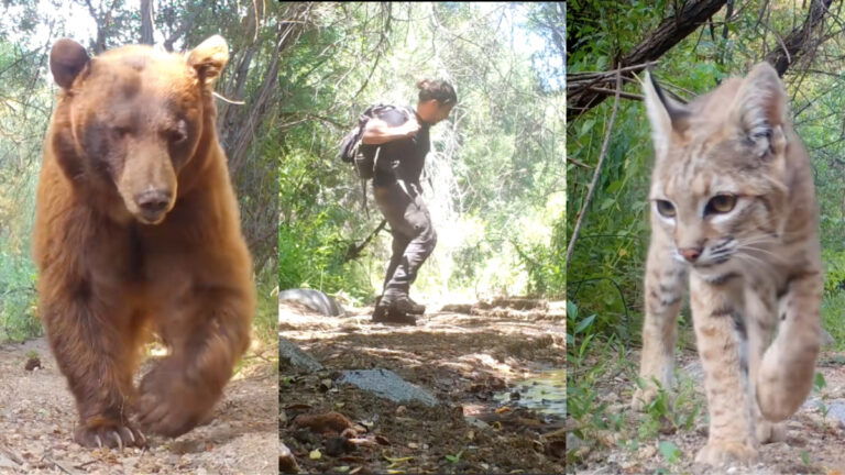 Wildlife Enthusiast Posts Intimate Footage of California Fauna From Angeles National Forest: ‘Was That a Fox With the Zoomies?’ Still shots of a bear (left) and a bobcat (right) from Angeles National Forest, as filmed by wildlife enthusiast Robert Martinez (middle).