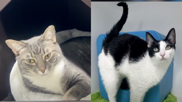 Tampa Bay-area shelter, Florida