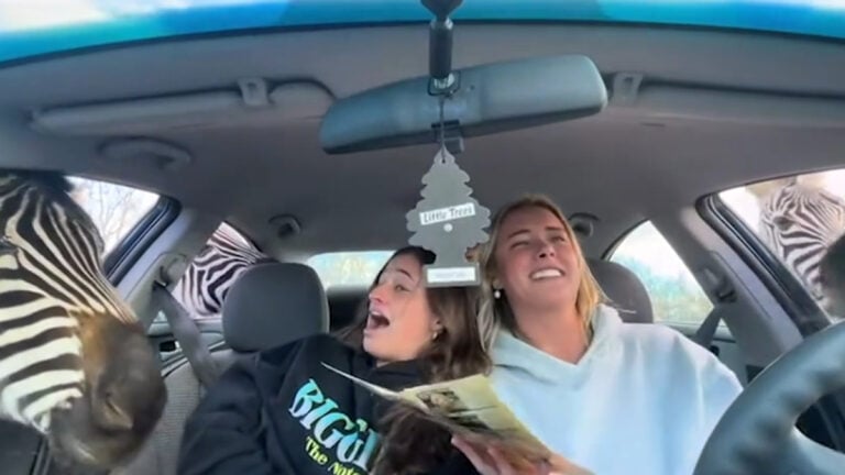 Georgia Tourists Screech As Zebras Bite and Ostrich Crashes Car Feeding Frenzy: ‘Roll Your F***ing Windows up Idiots’ Georgia Tourists Screech As Zebras Bite and Ostrich Crashes Car Feeding Frenzy: ‘Roll Your F***ing Windows up Idiots’