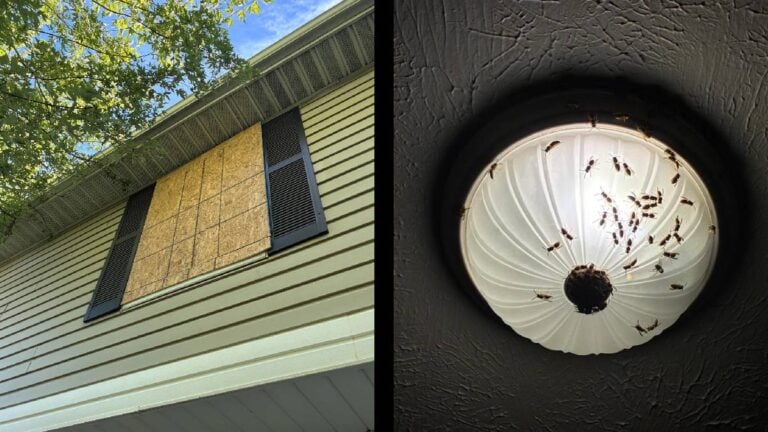 Indiana Window wasps