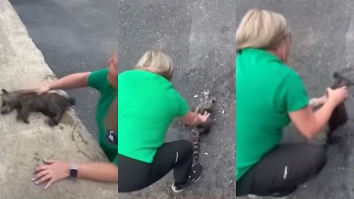 Kentucky Nurse Performs CPR On Drunk Raccoon Due To Her ‘Motherly Instincts’: ‘Getting Better Healthcare Than Most Humans’