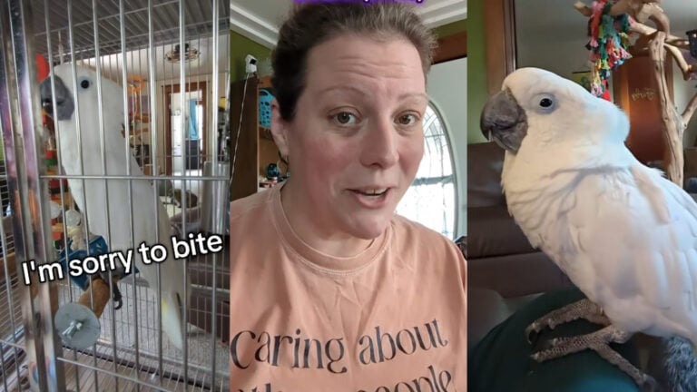 Ohio Influencer Shares Hilarious Moment With Her Naughty Cockatoo: ‘So, Can He Watch Hamilton?’ A collage depicting an Ohio woman with her cockatoo. The left image features her bird in his cage, saying he's "sorry to bite." The right image shows the same cockatoo, sitting outside of his cage. The middle image is his owner, who goes by Robin Taylor on her TikTok channel.
