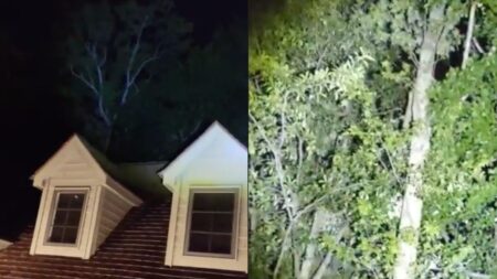 Video from a South Carolina man who heard something in his tree