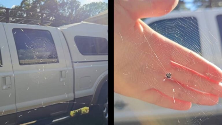 A Tennessee Woman Knocked a Spider’s Web Down, and It Made Itself Stand Out: ‘Since You Only Got 2 D*mn Eyes!’ Tennessee Spider Web