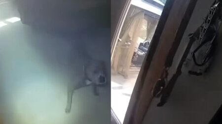 Fire Rescue Turns Wholesome as Illinois Dog Leads Officer to Leash Before Escaping: ‘One Second, Let Me Grab My Coat’ A picture of the Illinois dog.