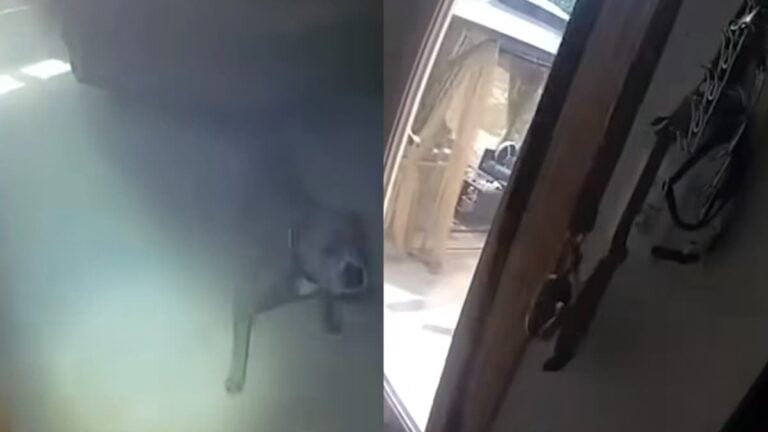 A picture of the Illinois dog.