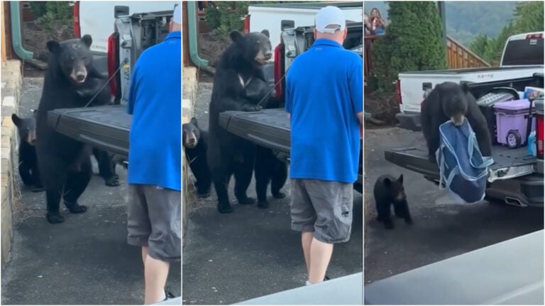 Hangry Black Bear Steals Food from Tennessee Man’s Truck After Tense Standoff: ‘Just a Single Mom Trying to Provide for Her Children’ Black bear steals food in Tennessee