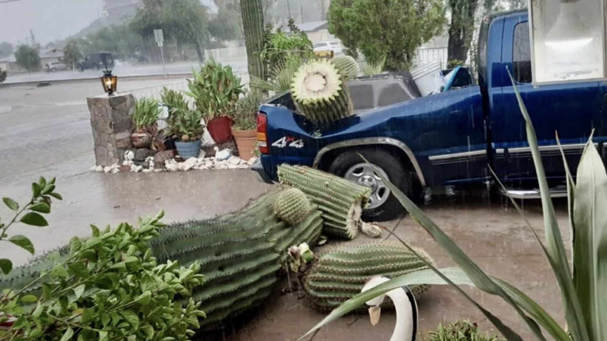 $10K Arizona Cactus Smashes Truck, Does $5K Worth of Damage: ‘ Prickly Situation You Have There’