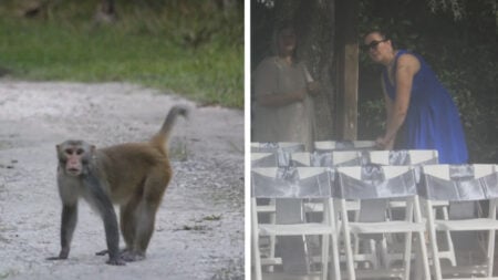 Monkeys Crash Florida Woman's Wedding