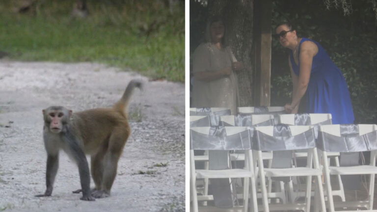 Monkeys Crash Florida Woman's Wedding