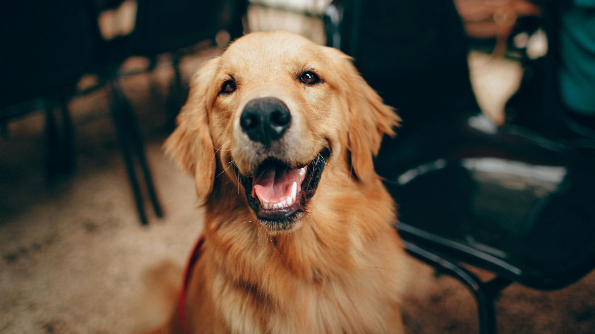 Portland Landlord Kidnaps Tenant’s Support Dog Then ‘Holds Her Hostage for $500’ As Eviction Threat: ‘This Is Terrible’