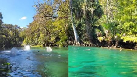 A picture of the Florida monkeys.