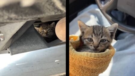 California Streamer Is the Latest Victim of the Cat Distribution System: ‘Hope He Names that Cat Burrito’ california streamer cat