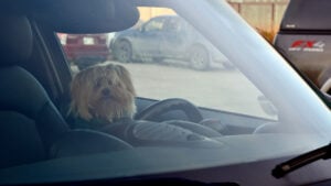 Arizona Woman Breaks Car Window to Save Dying Dog from Heat Stroke