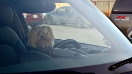 Arizona Driver Breaks Car Window to Save Dying Dog from Heat Stroke, Owner Demands They Pay $1,240 in Damages: ‘Pay by Friday or We File’ Arizona Woman Breaks Car Window to Save Dying Dog from Heat Stroke