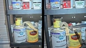 Arizona hibernating Rattlesnake