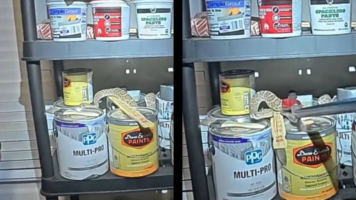 Terrified Arizona Homeowner Discovers Rattlesnake Hibernating Inside Their Garage: ‘New Fear Unlocked’