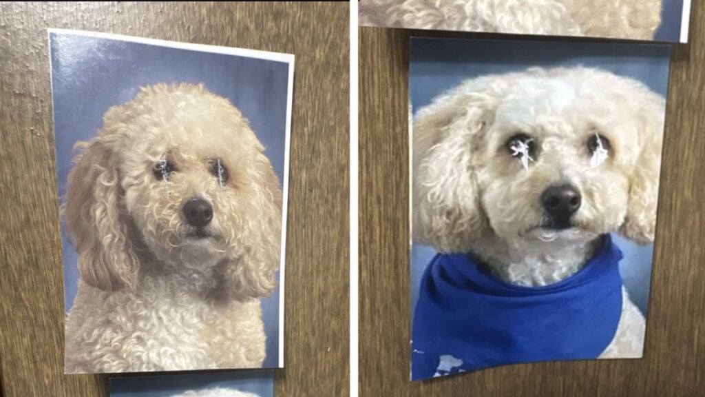 Texas Whataburger Manager Scratches Pet Dog’s Eyes Out of Coworker’s Photos at Work: ‘Definitely Got Some Sociopathic Tendencies’ Texas Whataburger Worker Scratches Pet Dog’s Eyes Out of Manager’s Photos at Work