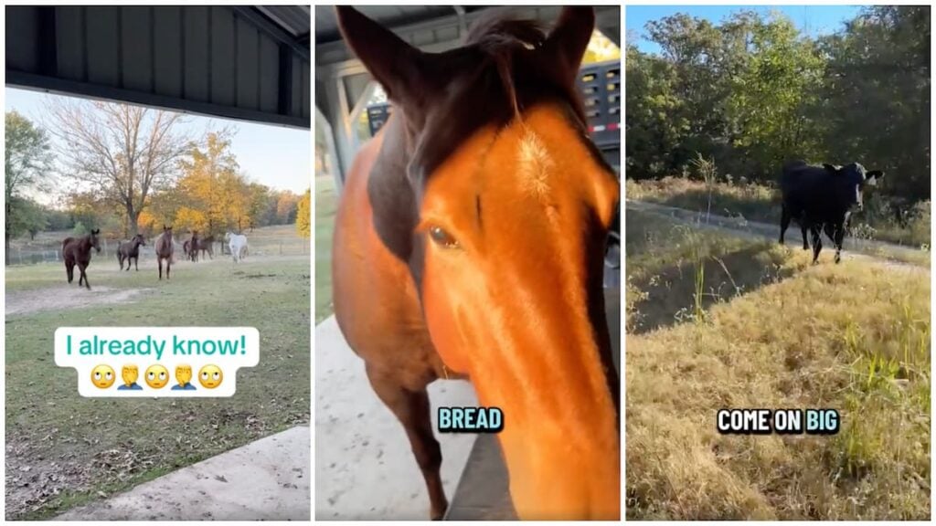Texas Rancher’s Adorable Video of Cow Horses Running From One Cow Goes Viral: ‘You Guys All Running Up Here Like Somebody Needs to Save You’ Texas horse rancher