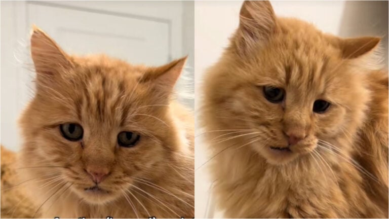 Toothless Utah Cat Left Behind After ICE Deports Owner, Gets Heartwarming 2nd Chance But ‘He Waits for Someone Who is Not Coming Home’ ICE deport cat's owner in Utah